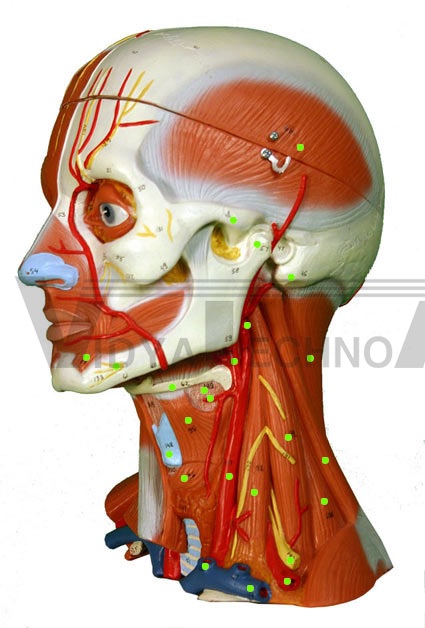 Head/Neck Muscles: Left Side